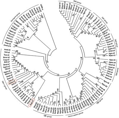 Cloning and Expression of Cockroach α7 Nicotinic Acetylcholine Receptor Subunit